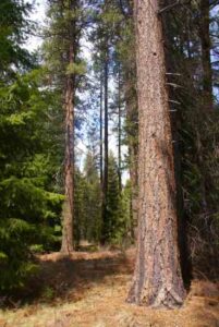 Trees for Every Reason and Season Image